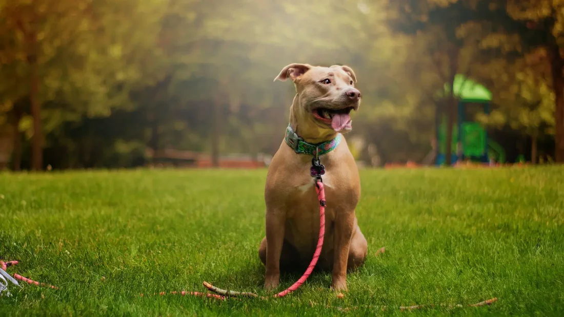 2023 Guide: Choosing the Perfect Leash for Your Dog's Size and Behavior