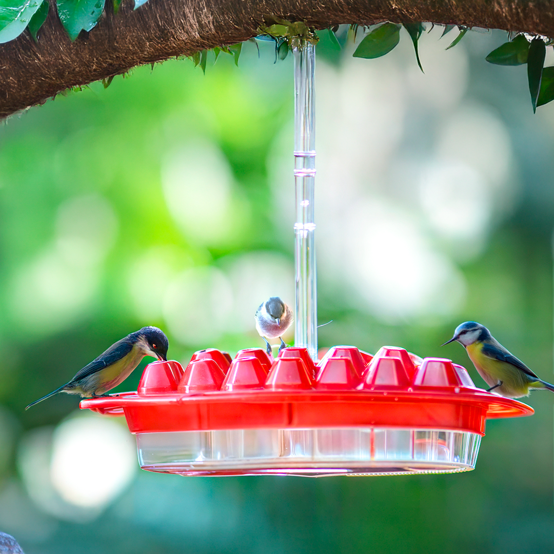 Ant Proof Hummingbird Feeder – Keeps Pests Away!